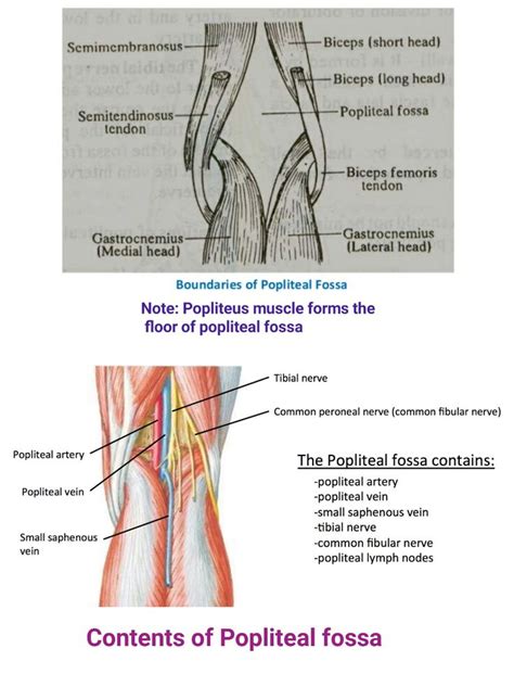 Popliteal Fossa Note Superolaterally Biceps Femoris Imp