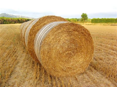 Round hay bales stock photo. Image of outdoors, summery - 5638272