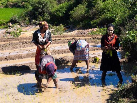 Women Plant Rice Seedlings In A Field Field November 25 2022 Madagascar Editorial Stock