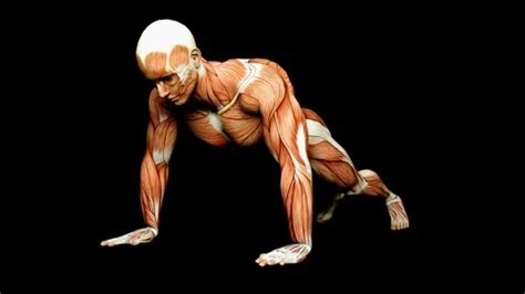 Push Ups Human Muscles Anatomy Medical T... | Stock Video | Pond5