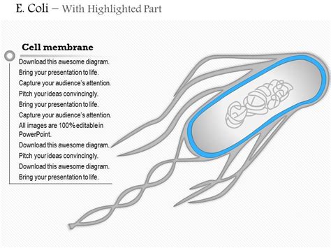 0614 E Coli Biology Medical Images For Powerpoint Templates