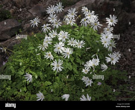 Anemone Blanda White Splendour Plants Hi Res Stock Photography And