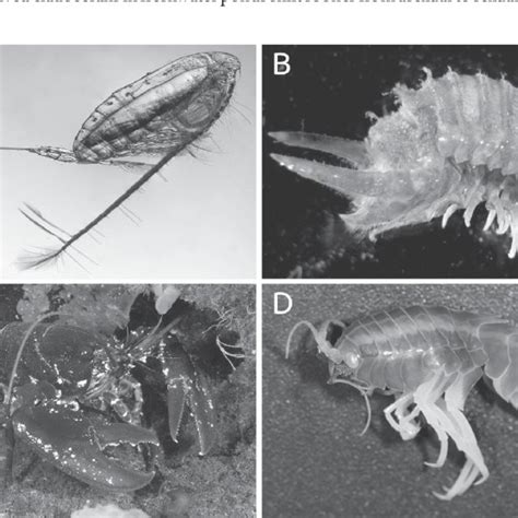 6 Annual Breeding Migration Of The Spiny Lobster Panulirus Ornatus In