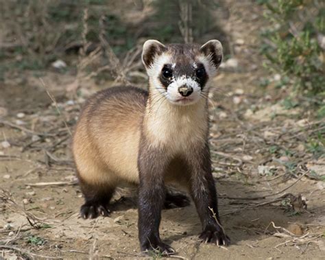 Species Profile - BLACKFOOTEDFERRET.ORG