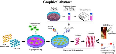 Cells Free Full Text Extracellular Vesicles From Skeletal Muscle