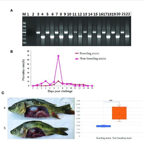 Pdf Integrative Transcriptomic Analysis Reveals The Immune Mechanism