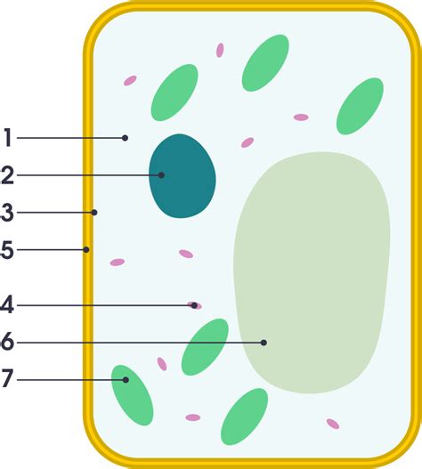 Simple Plant Cell Diagram - bmp-place