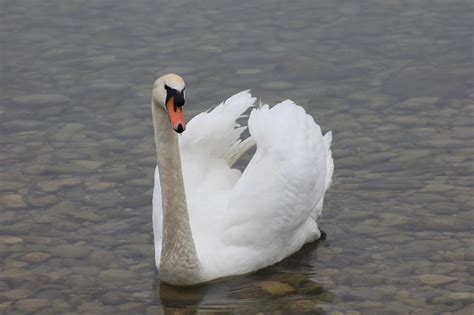 Swan Danau Alam Angsa Foto Gratis Di Pixabay Pixabay