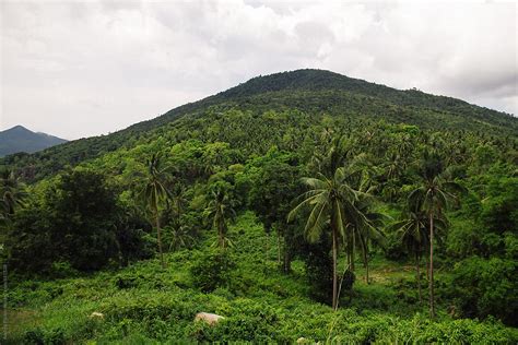 "Scenic Photo Of Green Forest" by Stocksy Contributor "Andrey Pavlov ...