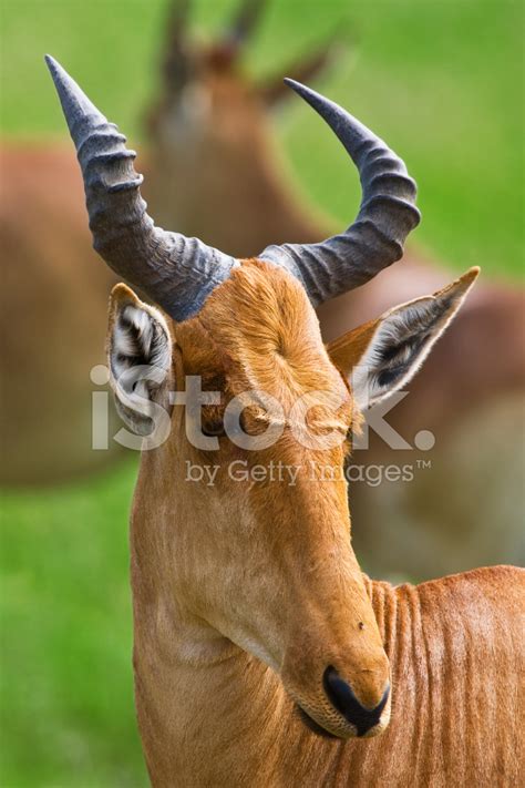 Hartebeest Antelope Stock Photo | Royalty-Free | FreeImages