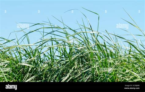 Flowering grass in detail Stock Photo - Alamy