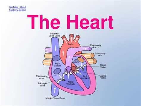 Ppt The Heart Powerpoint Presentation Free Download Id 2746716