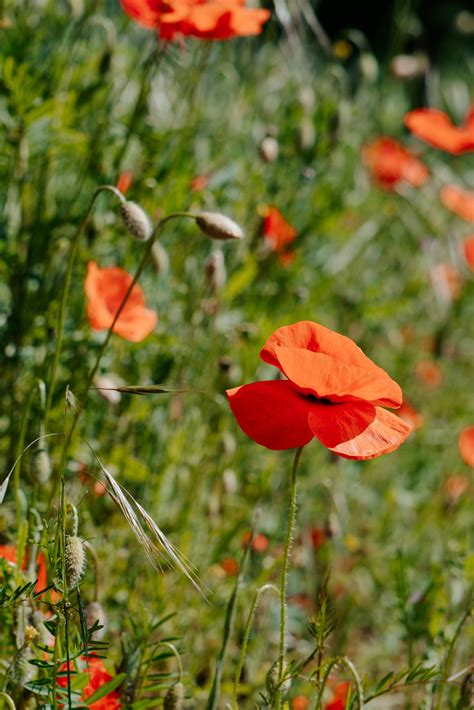 Opium Poppy Flower · Free Stock Photo