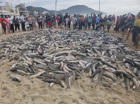 VÍDEO Pescadores capturam mais de 5 mil tainhas em Florianópolis neste