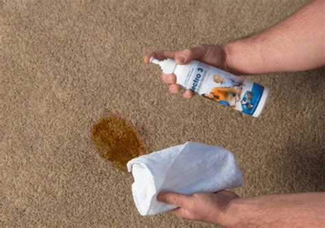 How To Remove Beer From Carpet Electrodry Blogs