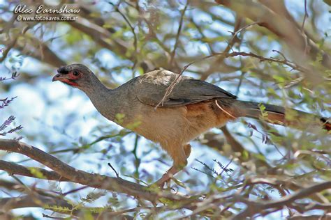 Charata Chaco Chachalaca