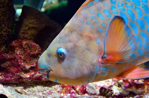 Qué Comen Los Peces En El Mar