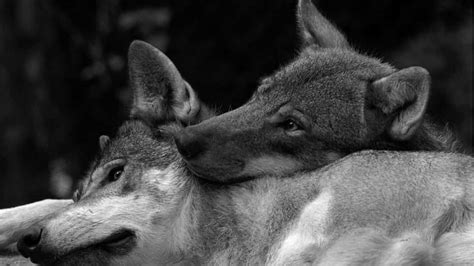 Dos Lobos Dos Amigos Lobo De Crin Naturaleza Amistad Lobo Gris