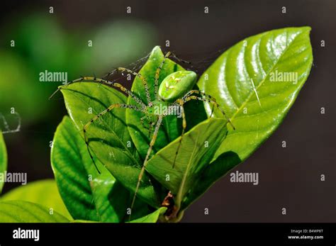 Closeup Of A Green Lynx Spider Peucetia Viridans Stock Photo Alamy