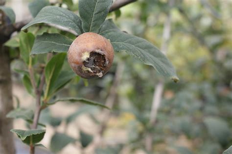 Mespilus Germanica Echte Mispel Pflanzenhof Toskanapark