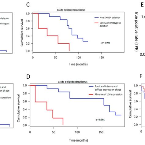 Kaplan Meier Survival Curves According To Cdkn2a Homozygous Deletion In