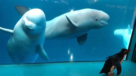 See How Curious Are They When Penguins Meet Beluga Whales