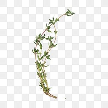 Thyme PNG Vector PSD And Clipart With Transparent Background For