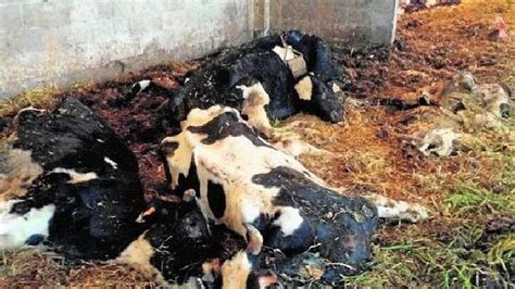 40 Vacas Muertas De Hambre Y Las Supervivientes Están En El Matadero