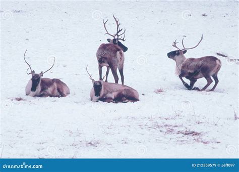 Tundra Caribou Band Atop Snow Covered Habitat Stock Image - Image of ...