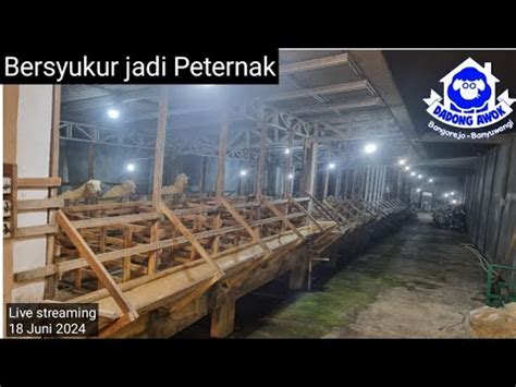 Bangga Jadi Peternak Kambing Domba Inspirasi Peluang Bisnis Ibrahim