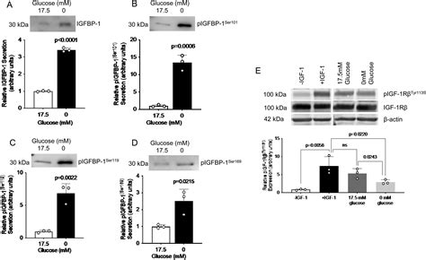 Ampkmtorc Pathway Mediates Hepatic Igfbp Phosphorylation In Glucose