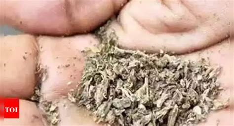 Chinturu Kilos Of Ganja Seized In Andhra Pradesh S Chinturu