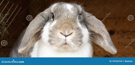 Rabbit With Floppy Ears Royalty Free Stock Photos Image 18762318