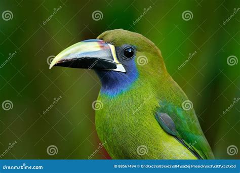 Blue Throated Toucanet Aulacorhynchus Prasinus Green Toucan Bird In