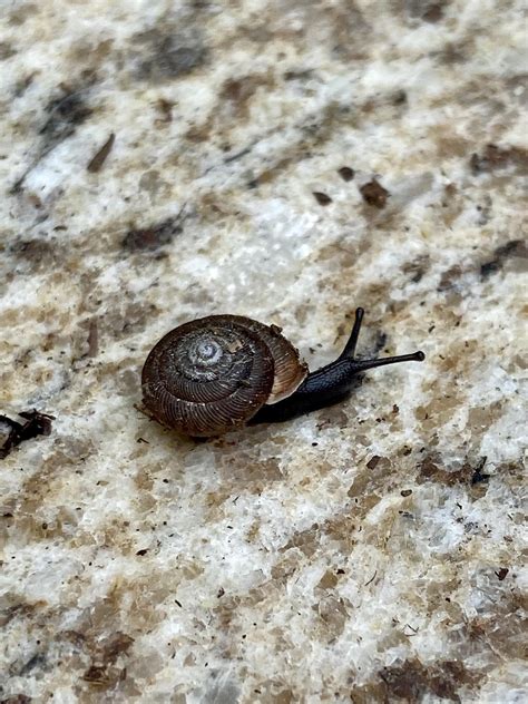 Little black snail I just found in my garden : r/snails