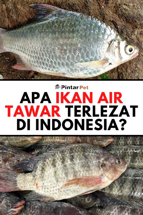 Berkenalan Dengan 23 Jenis Jenis Ikan Air Tawar Populer Di Indonesia