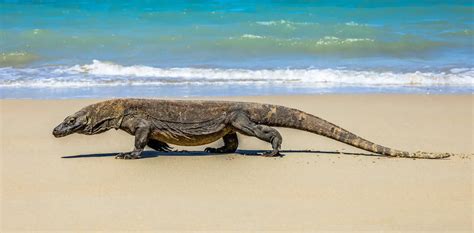 Are Komodo Dragons for Tourism? - Green Network Asia