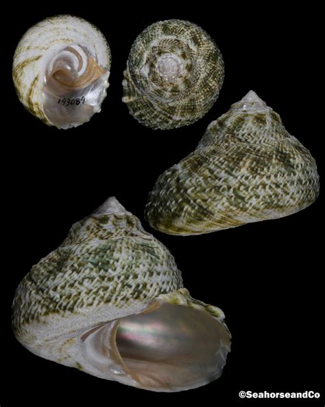 Green Star Shell Lithopoma Tuber Linnaeus 1758