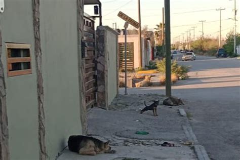 Denuncian maltrato y abandono de perros en casa del Campanario Zócalo