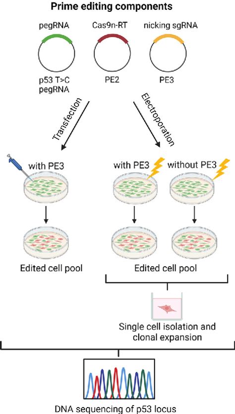 Figure 1 from Reverting TP53 Mutation in Breast Cancer Cells: Prime Editing Workflow and ...