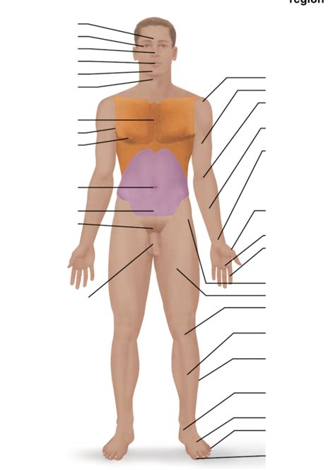 Anatomical Position Anterior Ventral Regional Terms Part Diagram