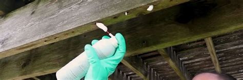 Carpenter Bee Control: How to Get Rid of Carpenter Bees | Solutions Pest & Lawn