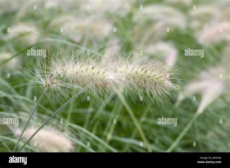 Pennisetum Alopecuroides Hi Res Stock Photography And Images Alamy