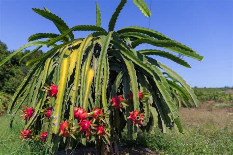 Como Plantar Pitaya No Quintal De Casa Aprenda O Passo A Passo Para