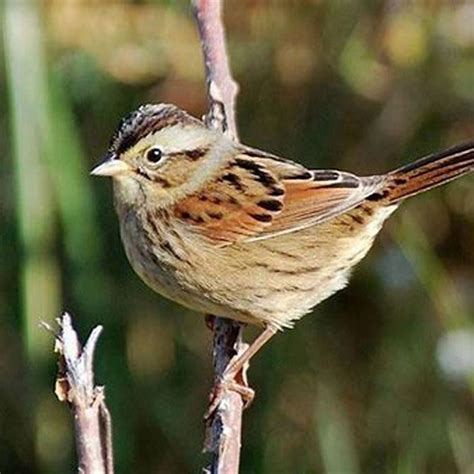 What Is Special About The Swamp Sparrow DIY Seattle