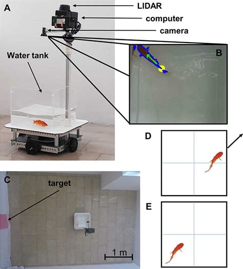 Scientists Taught A Goldfish How To Drive Its Tank Around And Its