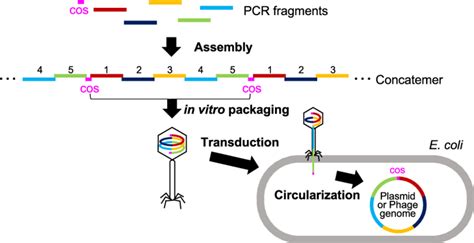 Scheme Of IPac In Vitro Packaging Assisted DNA Assembly PCR