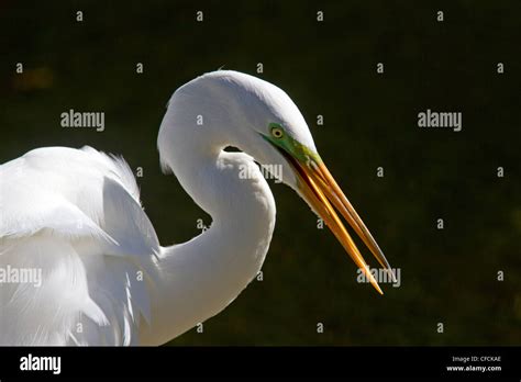 Great White Egret Ardea Alba Searching For Food Closeup Of Head And