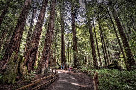 Redwood Muir Woods National Monument Postcards State·of Flickr