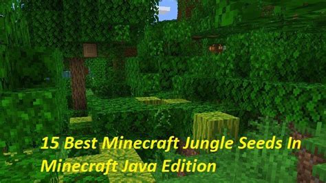 15 Best Jungle Seeds In Minecraft Java Edition Mundobytes